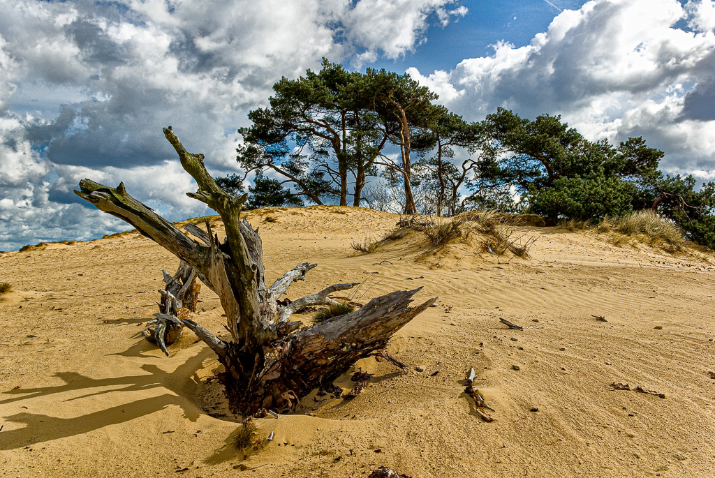Kootwijkerzand.