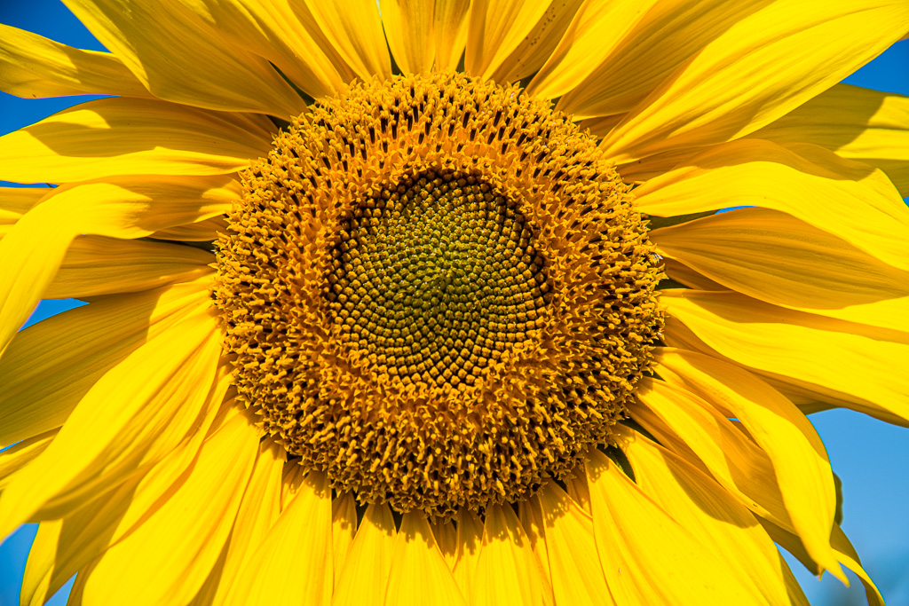 Zonnebloem.