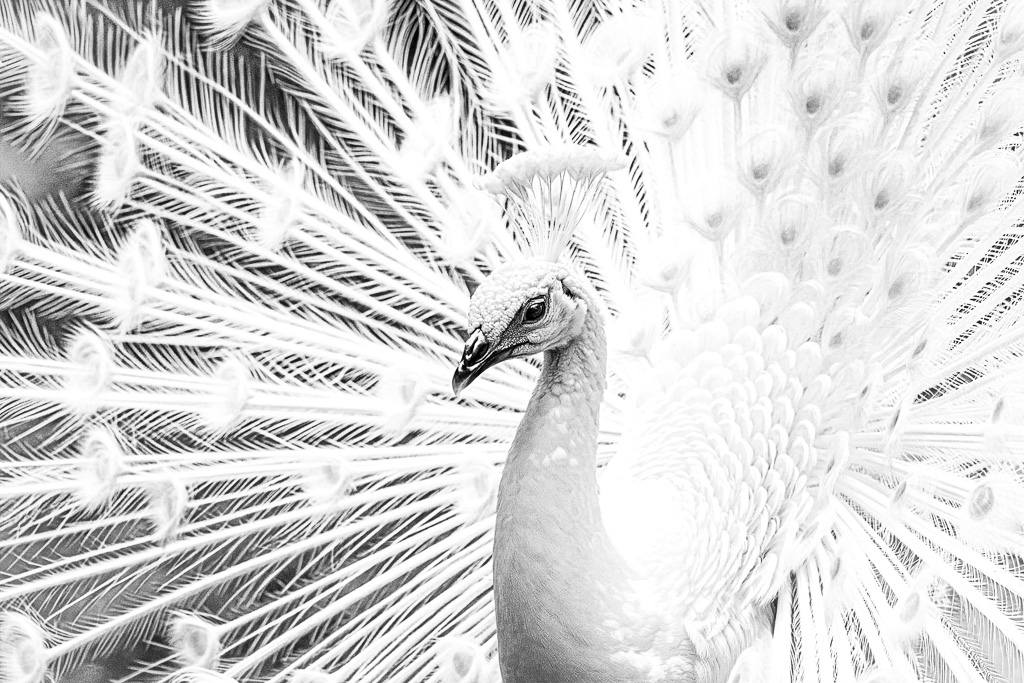 White peacock symbolizes: purity, peace, innocence, spirituality.